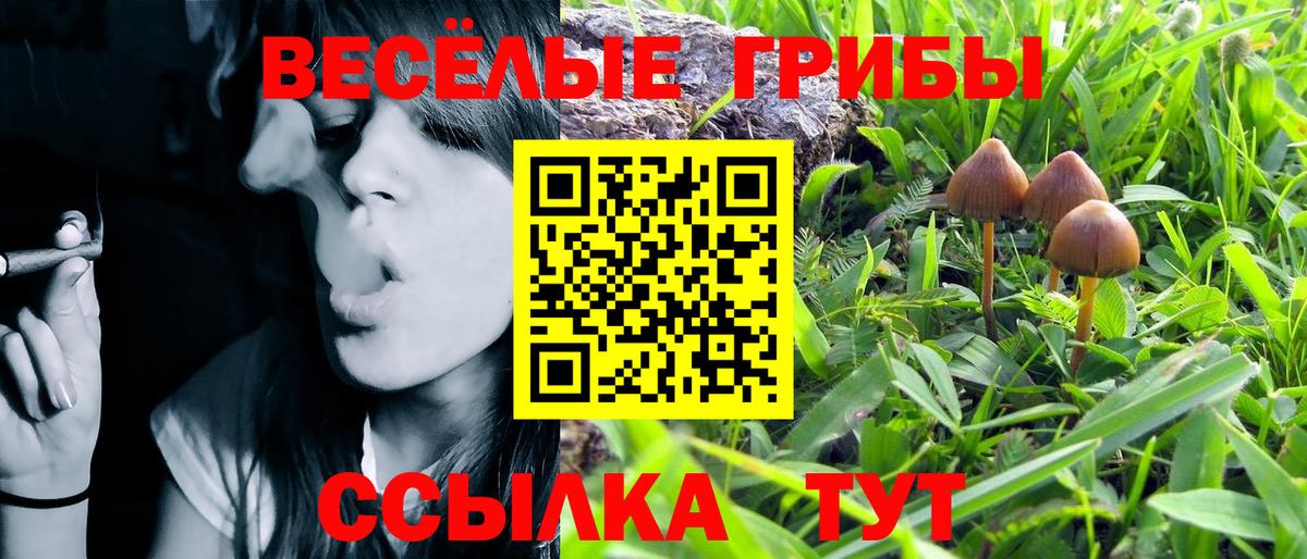 Псилоцибиновые грибы GOLDEN TEACHER Новосибирск
